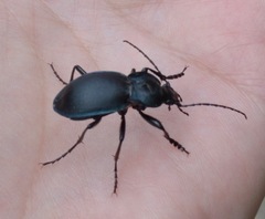Carabus preslii