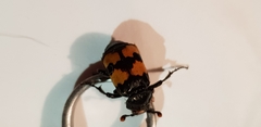 Nicrophorus investigator