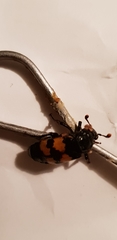 Nicrophorus investigator