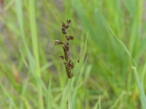 iNaturalist observation photo of semiloose smut of oats