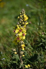 Verbascum pyramidatum