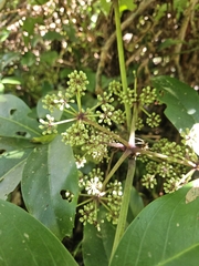 Angus Campbell, CC BY, iNaturalist via GBIF Neopanax laetus, photograph Angus Campbell, CC BY, iNaturalist via GBIF