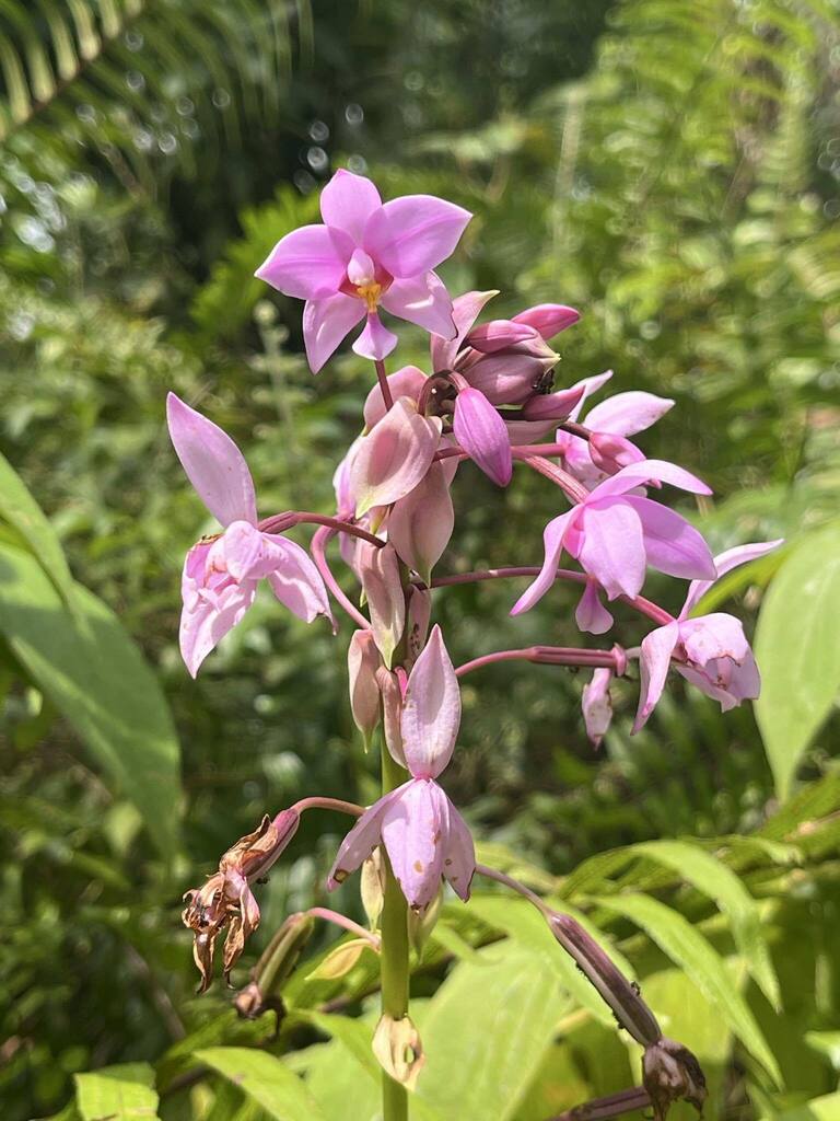 Spathoglottis plicata