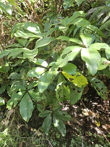 Neopanax laetus, photograph 4