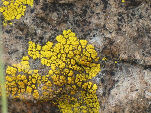 iNaturalist observation photo of Common Lichens