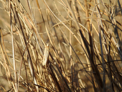 Ematheudes punctella