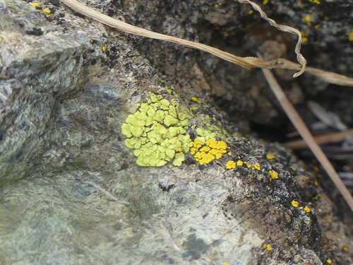 iNaturalist observation photo of cobblestone lichens