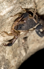 Centruroides nigrimanus