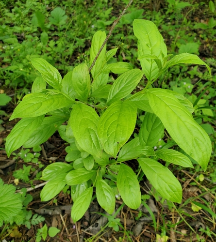 Image of Rhamnus davurica by no rights reserved