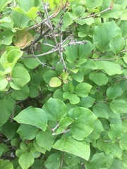 Syringa meyeri