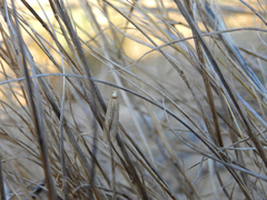 Ematheudes punctella