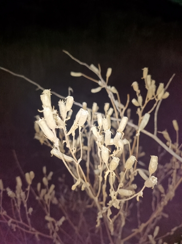 Image of Mentzelia albescens by (c) Benjamin Bender, some rights reserved (CC BY)