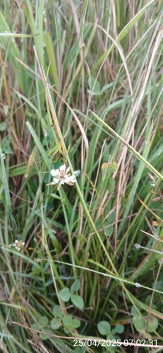 Image of White Bluntflower Sedge (Cyperus niveus) by no rights reserved