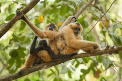 Red-Cheeked Gibbon photo 1
