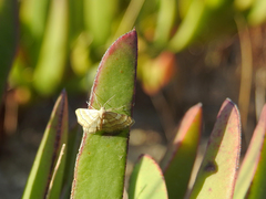 Idaea circuitaria