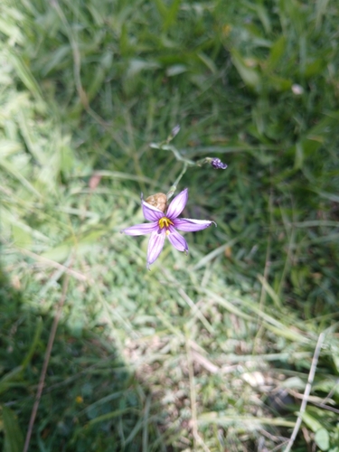 Foto de Puxirum