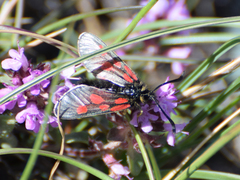 Zygaena exulans