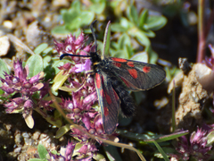 Zygaena exulans