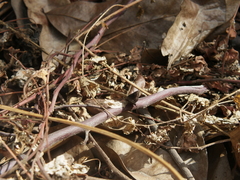 Carcharodini