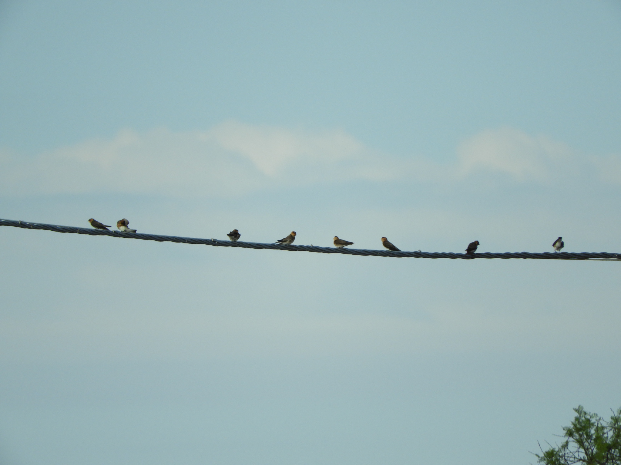 Tawny-headed Swallow (Alopochelidon fucata), photo 6