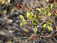 Macronemurus appendiculatus