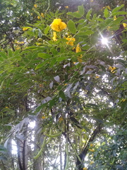 Senna multiglandulosa