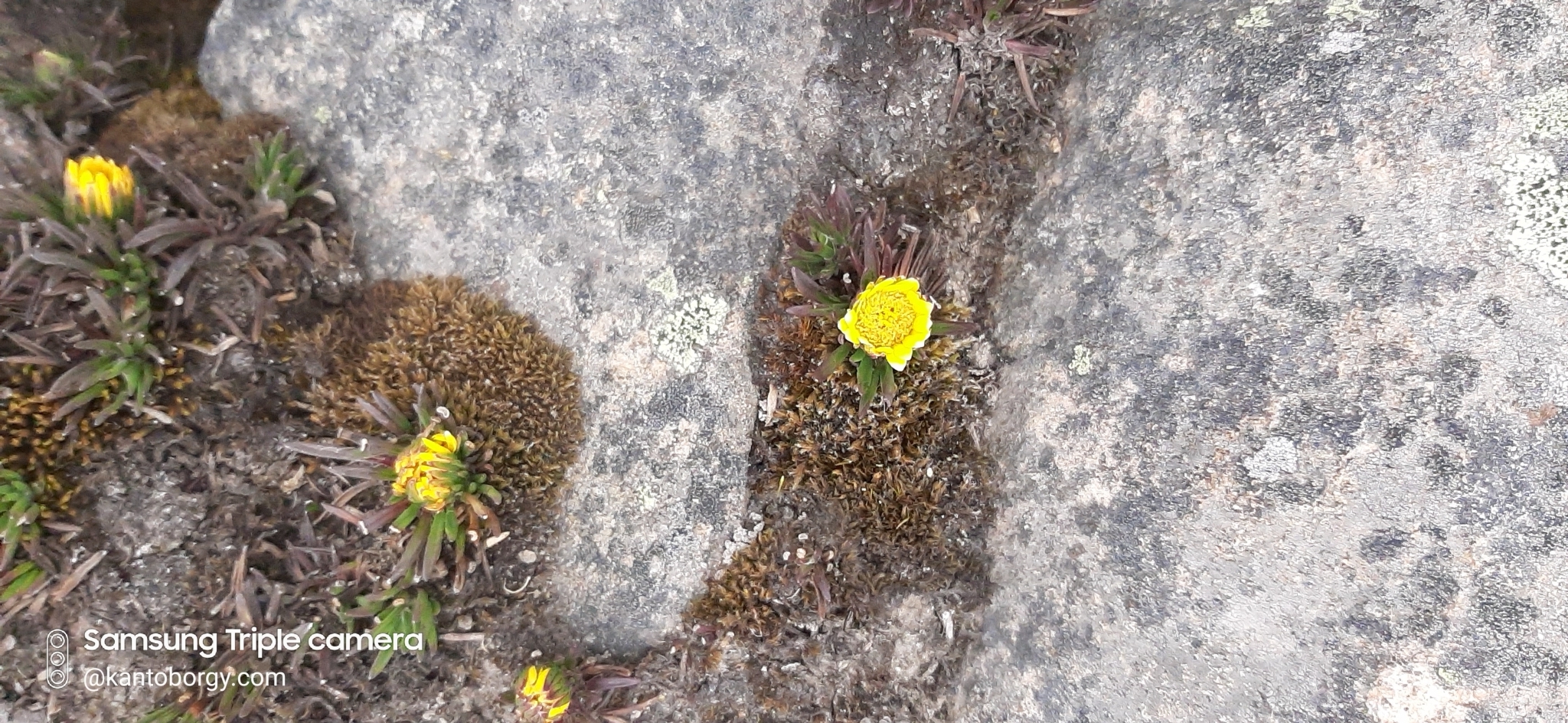 Rockhausenia pumila image