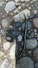 Continenticola