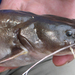 Chiapas Catfish - Photo (c) John G. Lundberg, some rights reserved (CC BY-NC-SA)