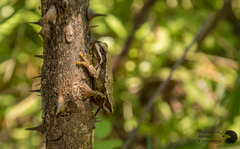 Hyla euphorbiacea