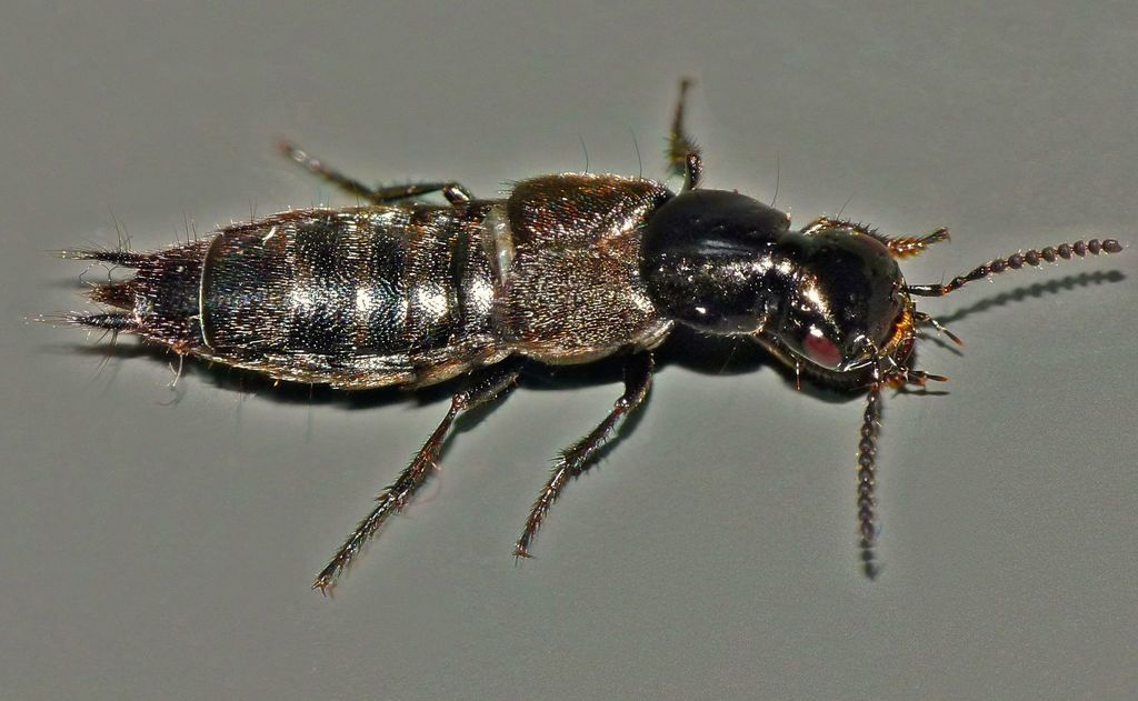 Rove beetle