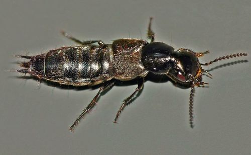Rove beetle