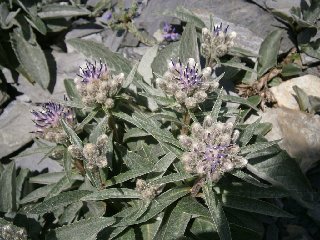 Saussurea depressa