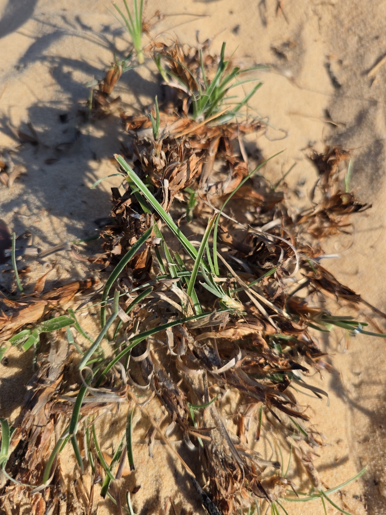 Spinifex littoreus — ảnh 2