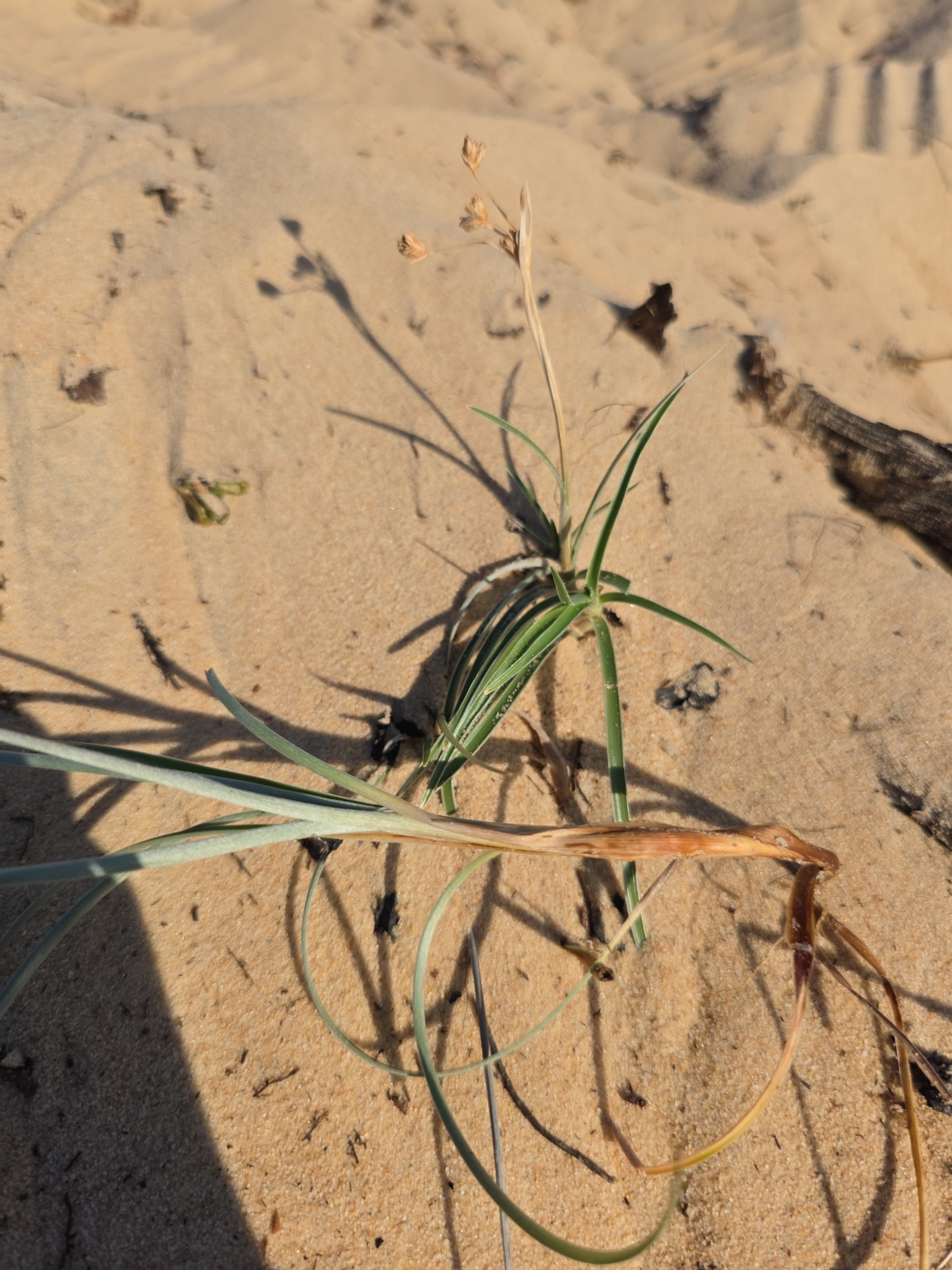 Spinifex littoreus (Spinifex littoreus)
