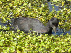 Fulica ardesiaca