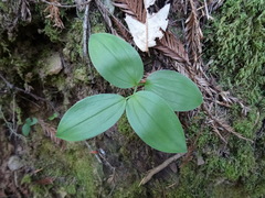 Maianthemum