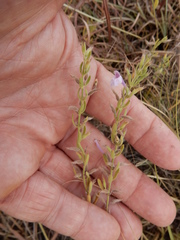 Hedeoma reverchonii