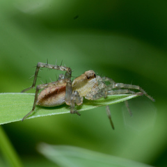 Pardosa