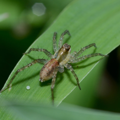 Pardosa