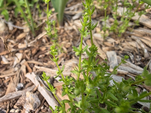 Image of Galium virgatum by (c) Cleveland Powell, some rights reserved (CC BY)