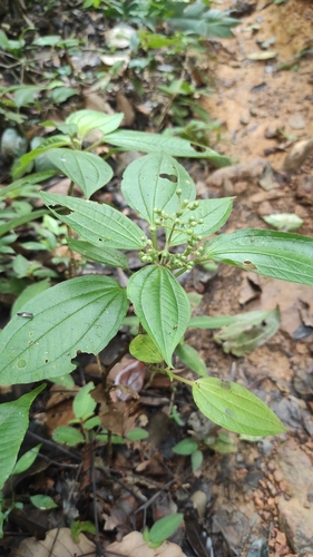 Aciotis indecora (Aciotis indecora)