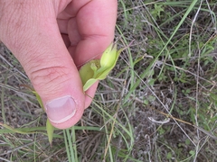 Tinantia anomala, photograph Cleveland Powell, CC BY, iNaturalist via GBIF
