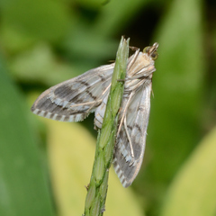 Epipagis fenestralis