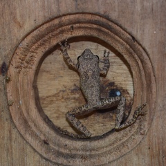 Pseudophilautus regius