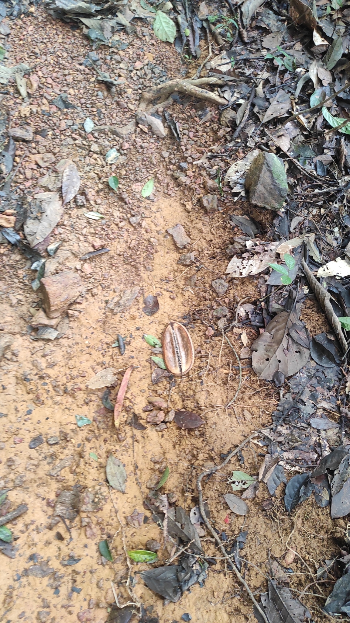 Imagem de Caroba-roxa