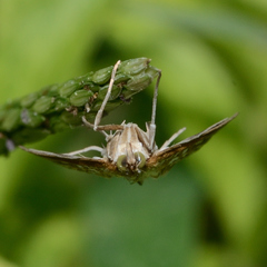 Epipagis fenestralis