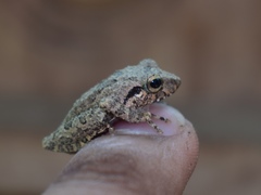 Pseudophilautus regius