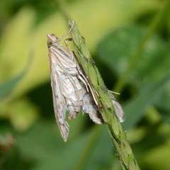 Epipagis fenestralis