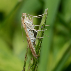 Epipagis fenestralis